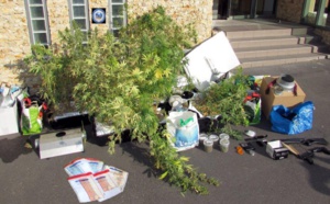 Yvelines : il cultivait du cannabis dans son pavillon à Satrouville et en faisait le commerce