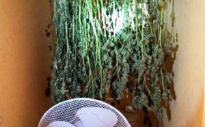 Le Havre : les plants de cannabis séchaient dans les WC...