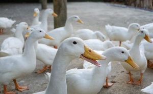 Un deuxième foyer d’Influenza aviaire dans l’Eure : mesures préventives renforcées pour contenir la propagation