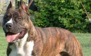 A Rouen, leur chien avait mordu une voisine qui a dû être amputée : une jeune fille et sa mère en garde à vue