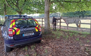 Affaire des chevaux mutilés en Seine-Maritime : un suspect en garde à vue, annonce la procureure du Havre