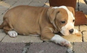 Insolite. Elle vole un chiot "maltraité" dans un but sanitaire à Caudebec-lès-Elbeuf