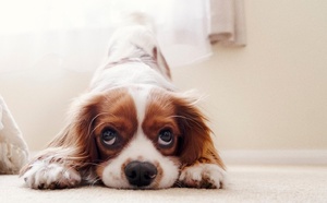 Rouen : un petit chien attaqué et blessé mortellement par un staff non tenu en laisse