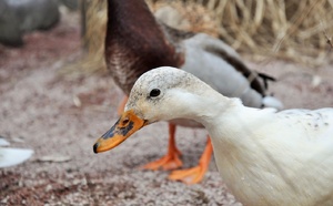 Influenza aviaire : un foyer détecté dans un élevage de canards en Seine-Maritime