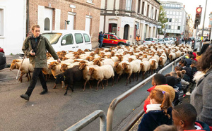 De Saint-Michel à la ferme de Navarre : la transhumance revient à Évreux du 25 au 28 novembre