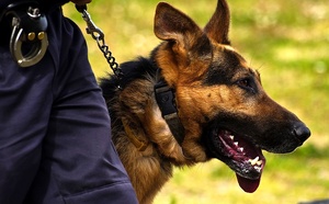 Evreux : un résident du foyer Adoma démasqué par le chien anti-drogue de la police 