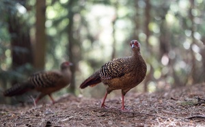 Grippe aviaire : un premier foyer détecté dans un élevage de faisans des Yvelines