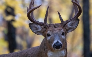 Orne : deux chasseurs jugés à Argentan après l’achèvement d’un cerf dans la propriété de Luc Besson