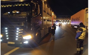 Dermatose nodulaire contagieuse : contrôles renforcés sur les transports de bovins en Seine-Maritime