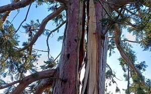 Séquoia endommagé à Evreux  : la tempête Goretti l’a fragilisé, mais il sera conservé