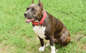 Rambouillet : un enfant de 5 ans mordu au visage par le chien de la famille