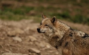 Un loup repéré en Seine-Maritime  : « un indice de présence isolé », selon la préfecture