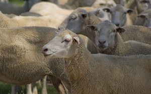 Seine-Maritime : un loup suspecté après deux attaques sur des brebis dans le pays de Bray