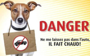 Chiens enfermés dans des voitures : amendes pour deux automobilistes jugés à Rouen 