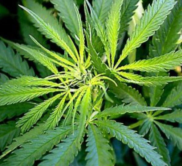 A Gruchet-le-Valasse, le trafiquant faisait commerce de l'herbe de cannabis qu'il cultivait dans sa cave 