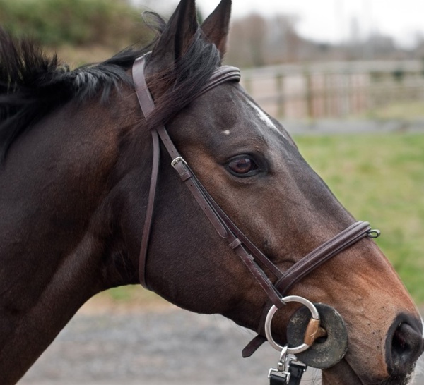 Seine-Maritime : un cavalier découvert mort près de son cheval à Lillebonne