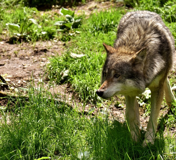 Pas de loup en forêt de Lyons, dans l'Eure, selon l'Office de la chasse