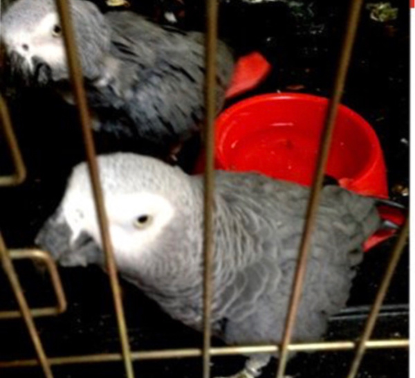 La police des Yvelines recherche le propriétaire de deux perroquets volés lors d’un cambriolage 