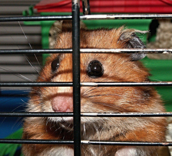 Rouen : ils s’affrontent à coups de brique et de couteau au sujet d’un hamster en cage