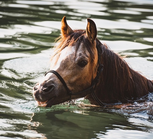 Eure : un cheval tombé dans une piscine secouru par les sapeurs-pompiers au Cormier