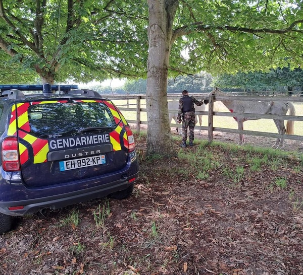 Chevaux mutilés en Seine-Maritime : une enquête élargie après de nouveaux actes de cruauté