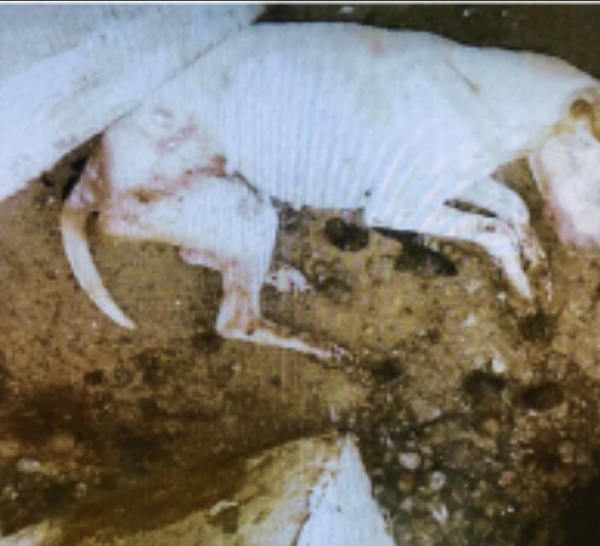 Maltraitance animale : un couple jugé au Havre après la découverte d’un chien agonisant dans un cagibi à Bolbec 