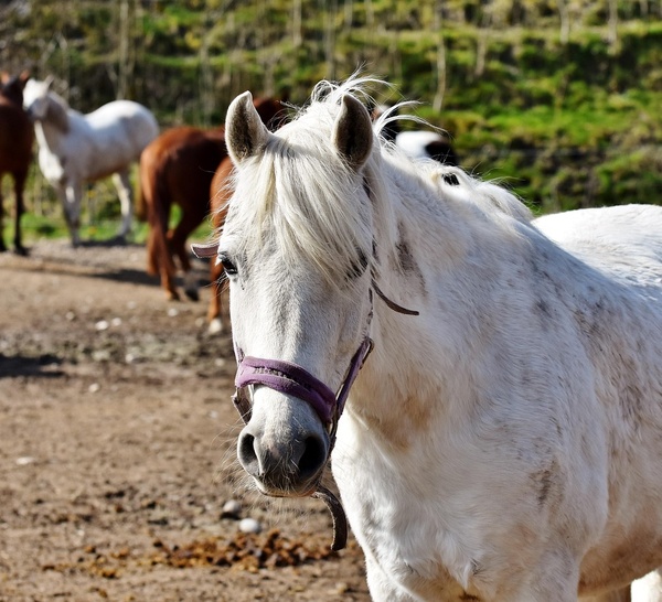 Chevaux mutilés en Seine-Maritime : un homme d'une vingtaine d'années écroué après trois mois d’enquête
