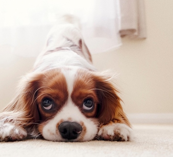 Rouen : un petit chien attaqué et blessé mortellement par un staff non tenu en laisse