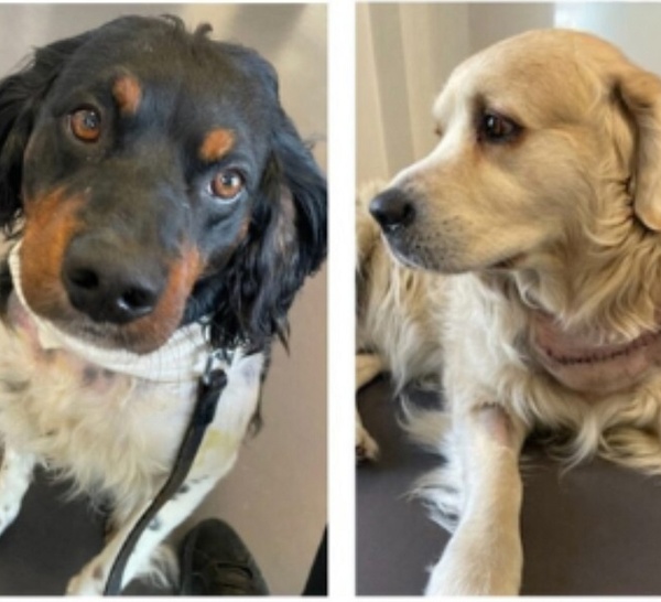 Deux chiens poignardés dans l'Eure par leur maître suicidaire : une association réclame justice 
