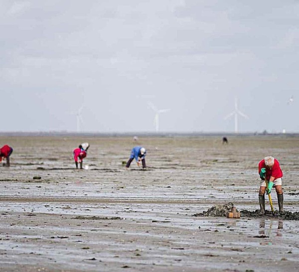 29 pêcheurs en infraction au Tréport : la préfecture de Seine-Maritime rappelle les règles de la pêche à pied