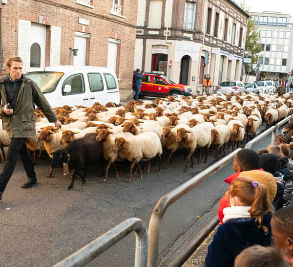 De Saint-Michel à la ferme de Navarre : la transhumance revient à Évreux du 25 au 28 novembre