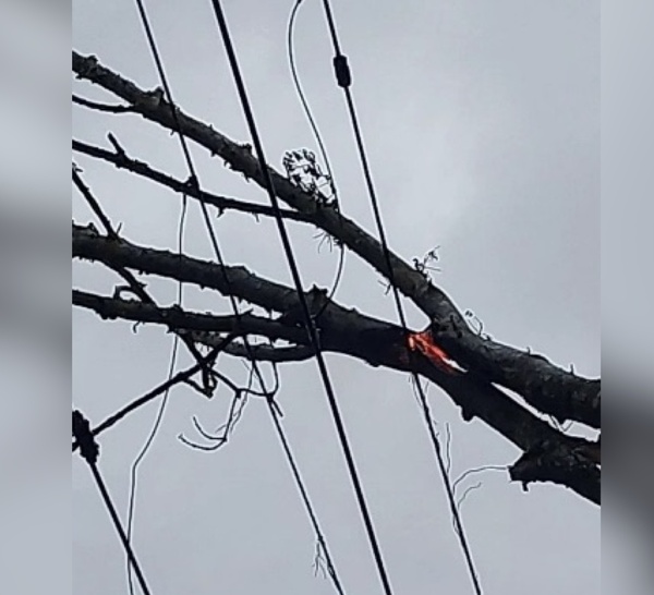 Caténaire endommagée par un arbre entre Val-de-Reuil et Vernon : le trafic Rouen–Paris paralysé plusieurs heures