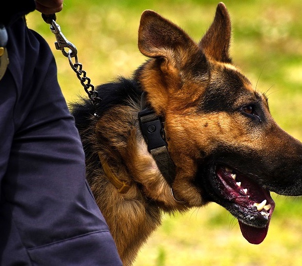 Evreux : un résident du foyer Adoma démasqué par le chien anti-drogue de la police 