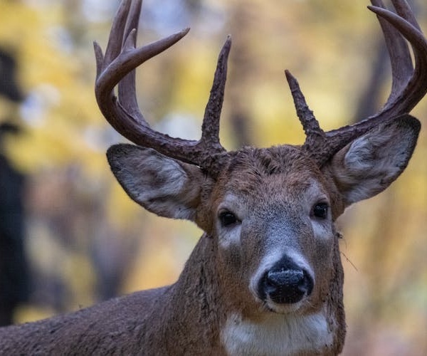 Orne : deux chasseurs jugés à Argentan après l’achèvement d’un cerf dans la propriété de Luc Besson
