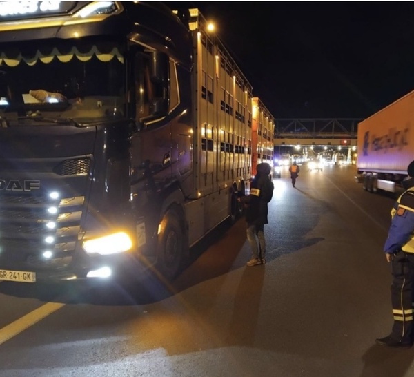 Dermatose nodulaire contagieuse : contrôles renforcés sur les transports de bovins en Seine-Maritime