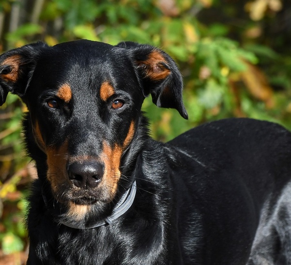 Eure : un chien secouru au fond d’une marnière de dix mètres à Claville