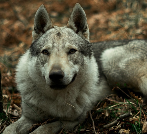 Ménilles et Pacy-sur-Eure : deux chiens loup tchécoslovaques capturés après une série d’attaques