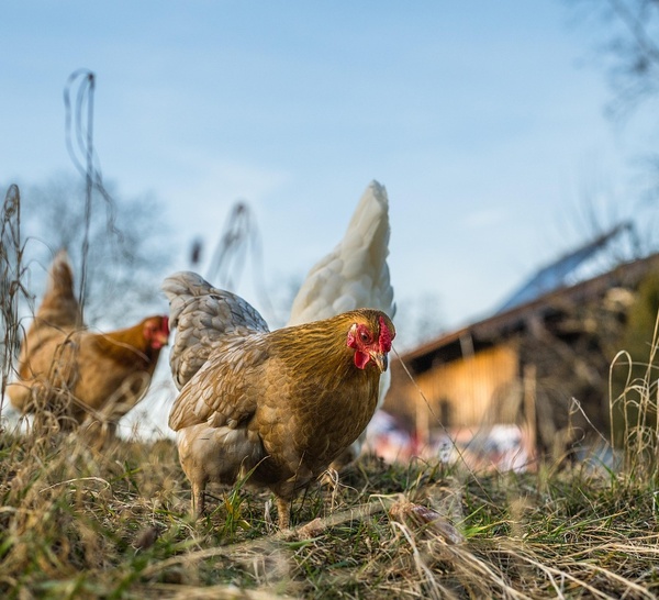 Influenza aviaire : un foyer détecté dans un élevage de volailles à Juignettes