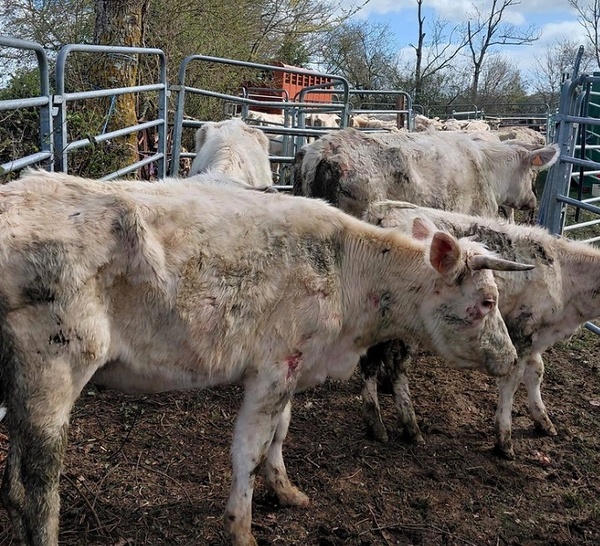 Près de 200 bovins saisis dans le Calvados : tensions lors de l’intervention, l’OABA dénonce une entrave
