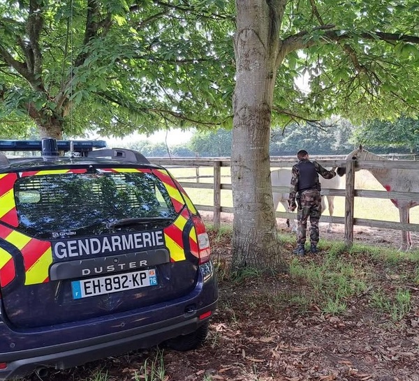 Chevaux tués et mutilés en Seine-Maritime : l’affaire rejugée en appel, à Rouen