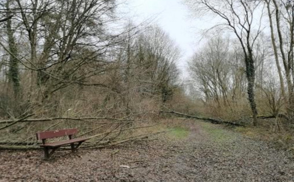 Tempête : l'ONF déconseille au public de se rendre en forêt ce week-end en Normandie et en Île-de-France