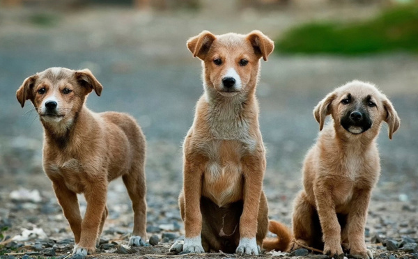 Yvelines : la police saisit 38 animaux dans un élevage canin à Andrésy pour mauvais traitement 