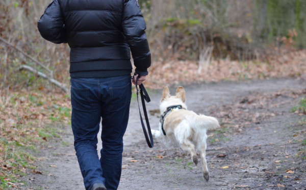 Yvelines : son chien est tué par un mystérieux tireur alors qu'elle le promenait