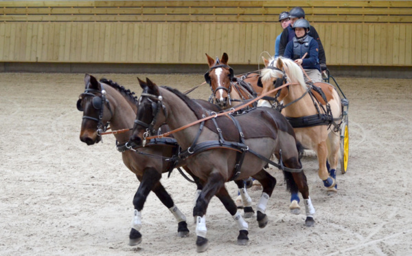 Dressage et maniabilité : les attelages en concours ce week-end à Deauville 