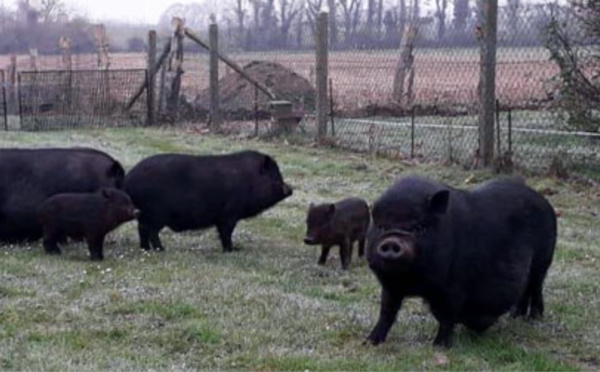 De nouveaux pensionnaires au refuge Brigitte Bardot dans l'Eure : cinq cochons vietnamiens
