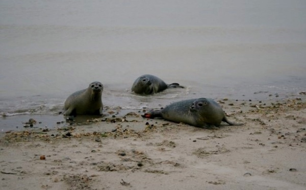 Un jeune pêcheur à pied du Tréport condamné pour avoir égorgé un phoque