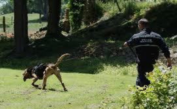 Hélicoptère et chien pisteur à la recherche d'un disparu en Seine-Maritime