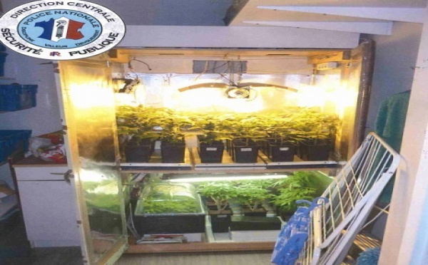 Le fumeur de joints cultivait de l'herbe de cannabis pour sa consommation personnelle