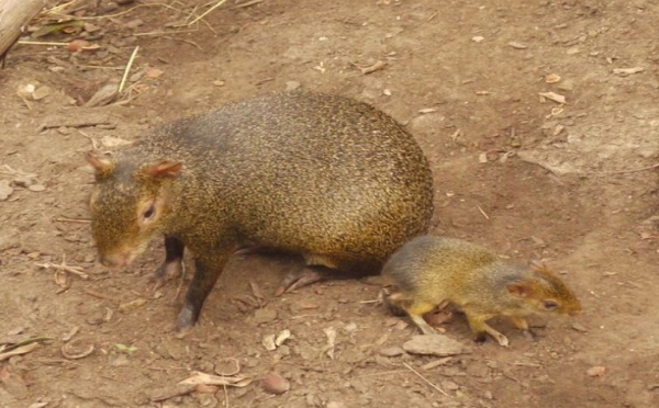 Naissance de bébés agoutis d'Azara à la serre zoologique Biotropica de Val-de-Reuil