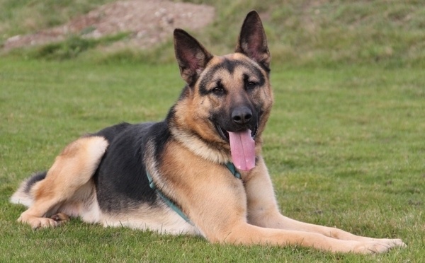 Un enfant de 12 ans a la joue arrachée par un berger allemand le soir d'Halloween